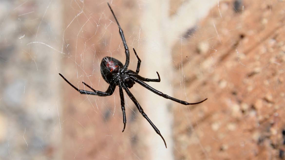 Spiders