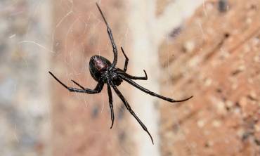 Spiders
