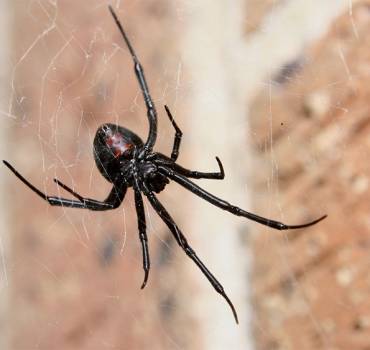 Spiders