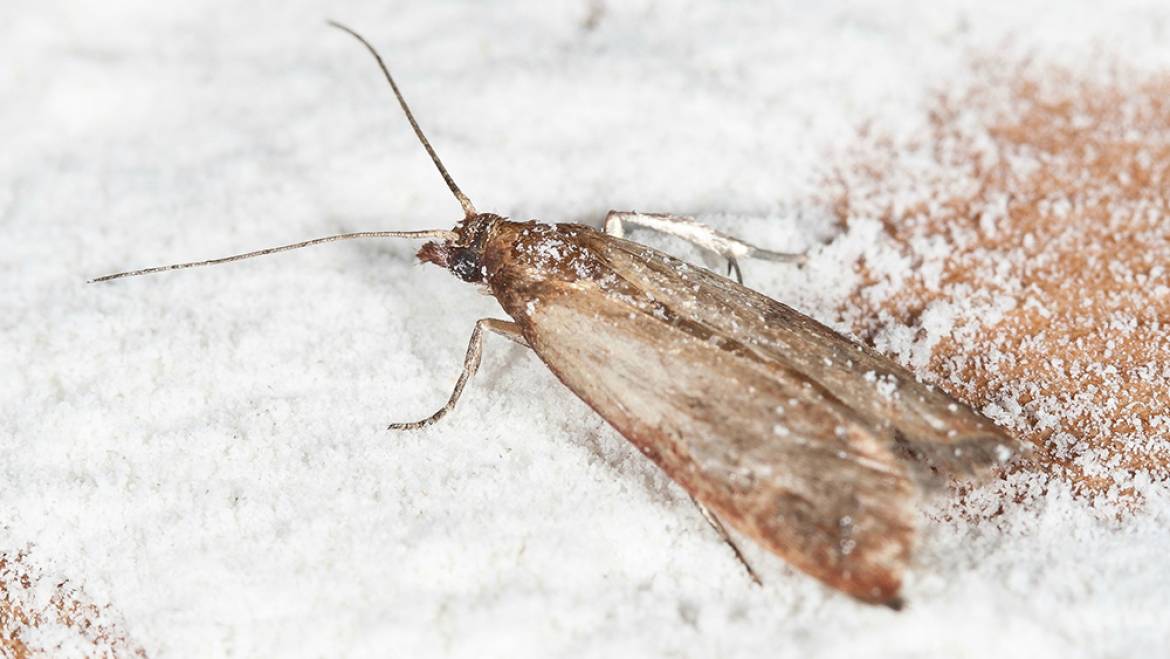 Moths