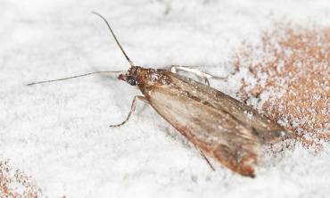 Moths
