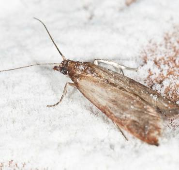 Moths