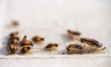 Cockroaches