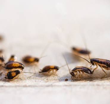 Cockroaches