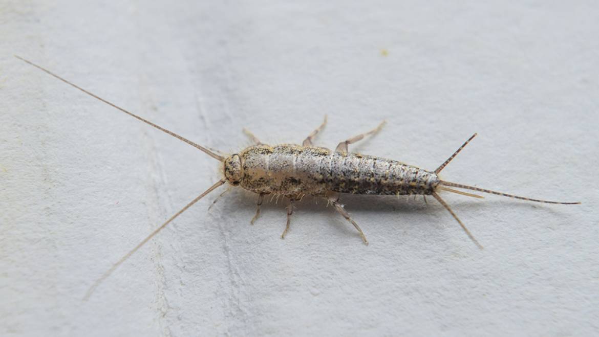 Silverfish