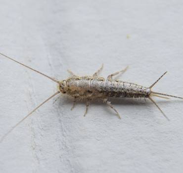 Silverfish