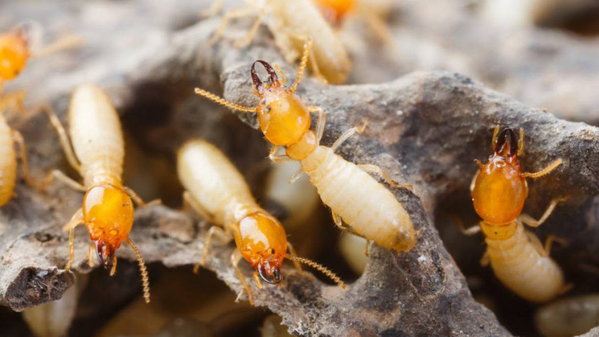 Termites