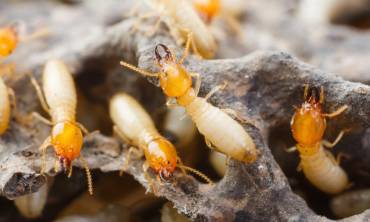 Termites