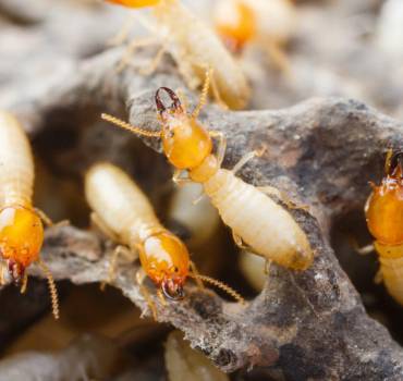 Termites