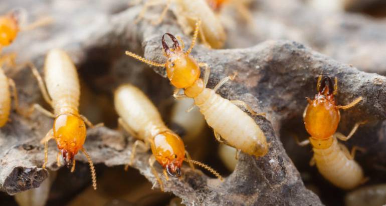 Best Pest Control Services in Ipswich & Surrounding Suburbs — Complete Guide (Termites, Cockroaches, Rodents & More)