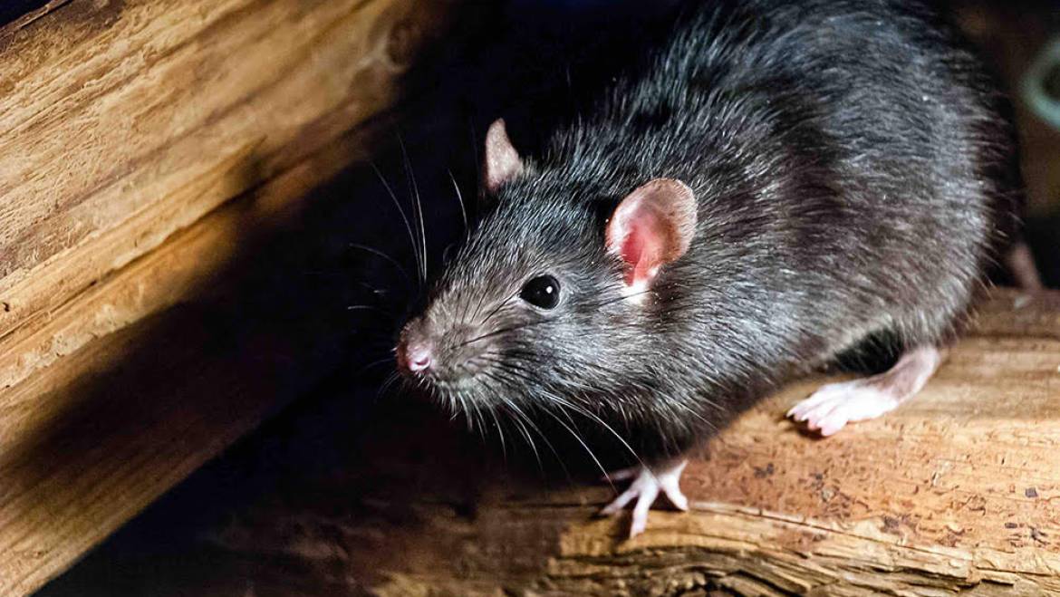 Rodents