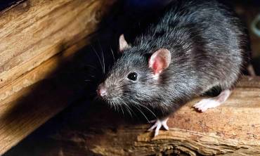 Rodents