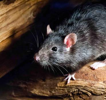 Rodents