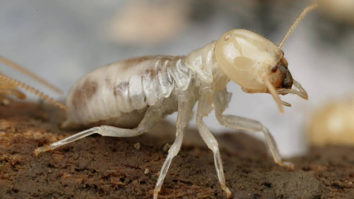 White Ant Control