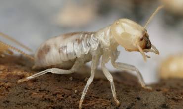 White Ant Control