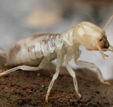 White Ant Control